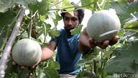 Sempat berkuliah di Kupang selama tiga semester namun kemudian berhenti karena keterbatasa dana, Anonsiatus bersama kakak-kakanya kini mendirikan dan mengelola Frontera Garden.