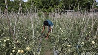 Di kebun ini, ia menanam berbagai komoditas mulai dari tomat, cabai, melon, hingga pare.