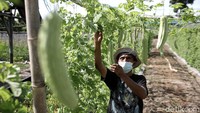 Sebelum mulai membuat Frontera Garden, Anonsiatus dan ayahnya sempat bertani jagung dan singkong. Namun, mereka mengalami kesulitan dalam pemasarannya. Ditambah kedua komoditas tersebut memakan waktu panen yang lama.
