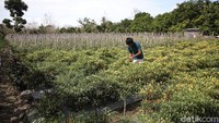 Awal mula bertani holtikultura, Anonsiatus bercerita dirinya hampir sempat gagal panen. Pasalnya, bertani di Malaka disebut sebagai kerja gila karena sumber mata air yang sulit. Untuk menyiram lahannya, ia perlu mengangkut air dengan tangki, yang tentunya merogoh kocek.