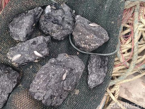 Nelayan di Kabupaten Batang tangkap batu, Selasa (22/12/2020).