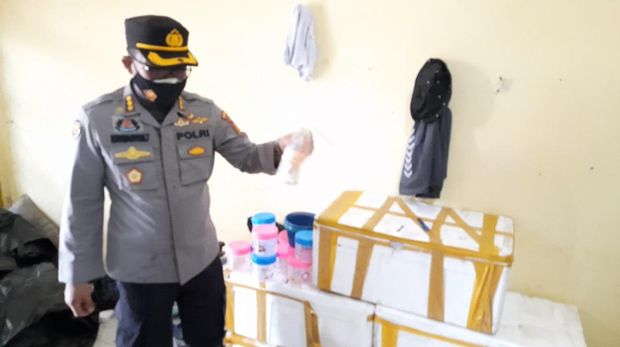 Penampungan benih lobster digerebek di Jambi. Benih lobster senilai Rp 13,1 M.
