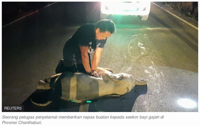 Bayi gajah ditabrak motor
