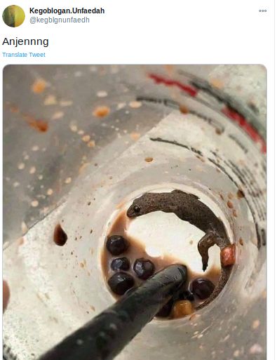 Cicak di Dalam Boba