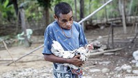 Harga jual ayam kampung tersebut bervariasi, dari Rp 20 ribu hingga Rp 70 ribu/ekor.
