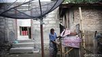KUR BRI Bantu Peternak Ayam Rumahan