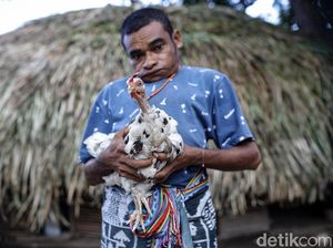 KUR BRI Bantu Peternak Ayam Rumahan