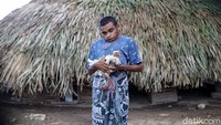 Maximus menunjukkan ayam yang diternaknya. warga Kabupaten Malaka, NTT itu menjadi peternak ayam sejak 2015.