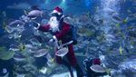 Keseruan Santa saat Renang Bersama Ikan