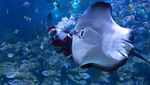 Keseruan Santa saat Renang Bersama Ikan
