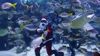 Seorang penyelam scuba berpakaian Santa Claus memberi makan ikan di akuarium Aquaria KLCC di Kuala Lumpur, Malaysia, Rabu (23/12/2020) waktu setempat.