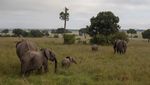 Wisata Margasatwa di Kenya Anjlok Gegara Corona