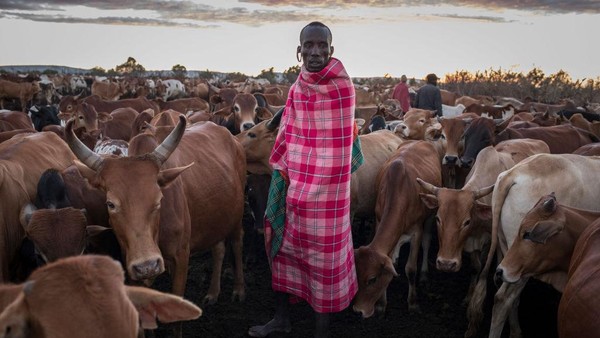 Seorang lelaki Maasai menjaga ternaknya pada di Mara North Conservancy, Kenya, Selasa (22/12/2020) waktu setempat. Seorang lelaki Maasai menjaga ternaknya pada di Mara North Conservancy, Kenya, Selasa (22/12/2020) waktu setempat.
