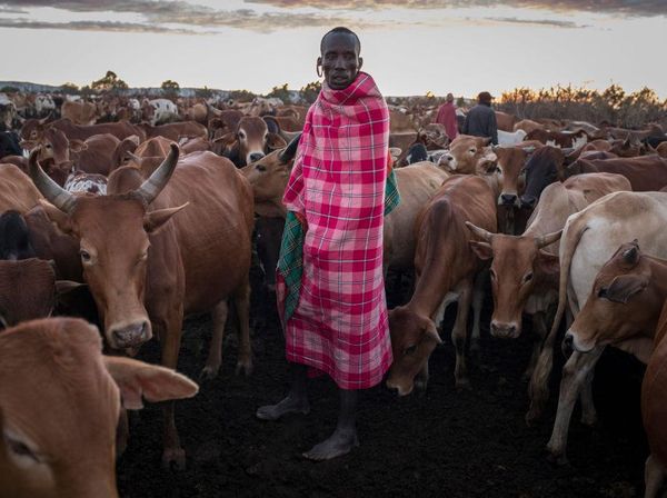 Wisata Margasatwa di Kenya Anjlok Gegara Corona