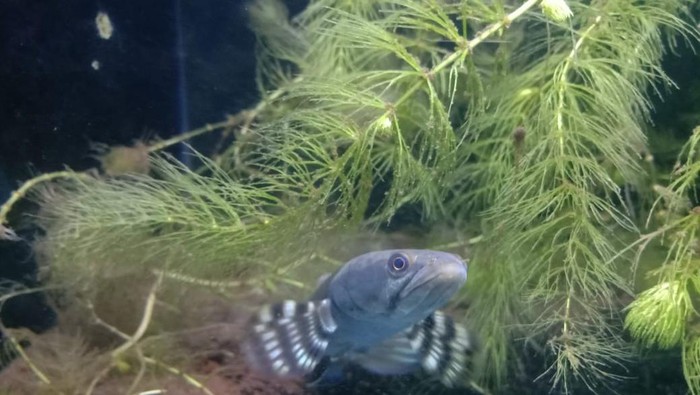Bisnis Ikan Predator