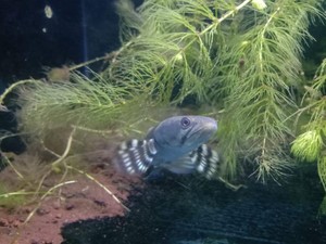 Puluhan Ekor Ikan Predator Dimusnahkan KKP