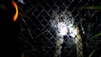 Harimau Sumatera (Panthera tigris sumatrae) ini merupakan harimau liar.