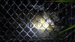 Masuk Perangkap, Harimau Sumatera Dievakuasi di Aceh