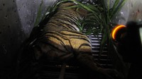 Harimau Sumatera liar tersebut selanjutnya dibawa ke Conservation Response Units (CRU) Trumon Kabupaten Aceh Selatan.