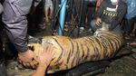 Masuk Perangkap, Harimau Sumatera Dievakuasi di Aceh