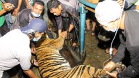 Petugas BKSDA Aceh bersama tim dokter hewan menimbang Harimau Sumatera liar (Panthera tigris sumatrae) saat proses evakuasi di Desa Pangkalan Sulampi, Kecamatan Suro, Kabupaten Aceh Singkil, Aceh, Rabu (23/12/2020).
