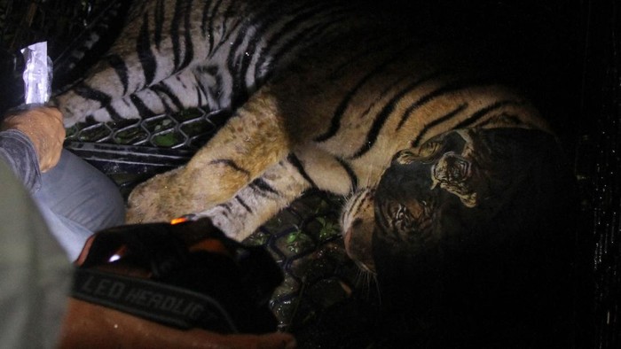 EVAKUASI HARIMAU SUMATERA DI ACEH Petugas BKSDA Aceh bersama tim dokter hewan menimbang Harimau Sumatera liar (Panthera tigris sumatrae) saat proses evakuasi di Desa Pangkalan Sulampi, Kecamatan Suro, Kabupaten Aceh Singkil, Aceh, Rabu (23/12/2020). Harimau Sumatera liar yang masuk kedalam perangkap tersebut selanjutnya dibawa ke Conservation Response Units (CRU) Trumon Kabupaten Aceh Selatan untuk observasi lebih lanjut. ANTARA FOTO/Syifa Yulinnas/rwa.
