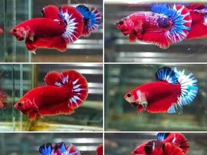 Mengintip Peluang Bisnis Lelang Ikan Cupang