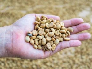 3 Fakta Kopi Fermentasi yang Kualitasnya Lebih Bagus dari Kopi Biasa