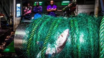 Finalis Conservation Photographer of the Year diraih Melissa Romao. Foto: Ocean Photography Awards