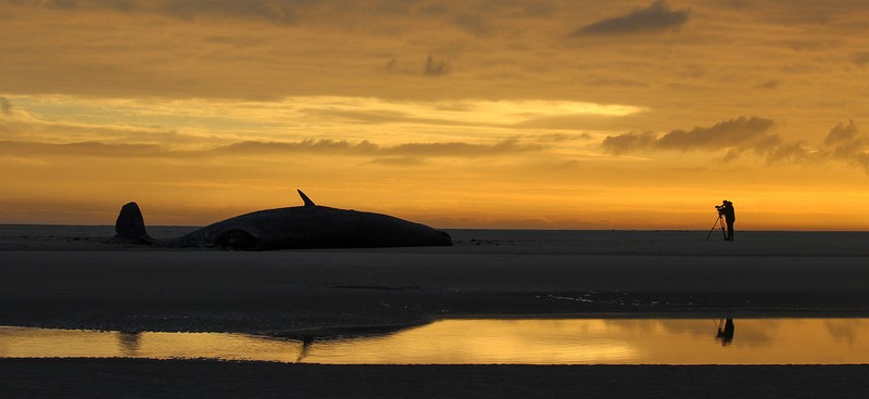 Ocean Photography Awards 2020