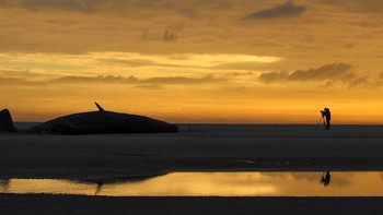 Finalis Conservation Photographer of the Year diraih Jeroen. Foto: Ocean Photography Awards