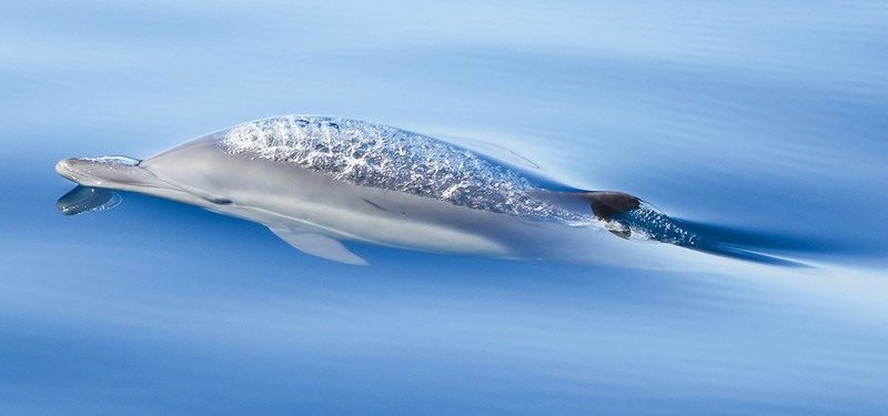 Ocean Photography Awards 2020