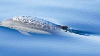 Peringkat ketiga Young Photographer of the Year diraih Kyla Mclay. Foto: Ocean Photography Awards