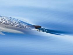 Karya Jawara Ocean Photography Awards Pukau Mata