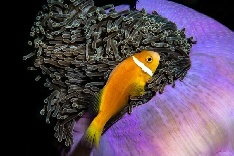 Ocean Photography Awards 2020