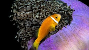 Young Photographer of the Year diraih Cruz Erdmann. Foto: Ocean Photography Awards