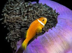 Karya Jawara Ocean Photography Awards Pukau Mata