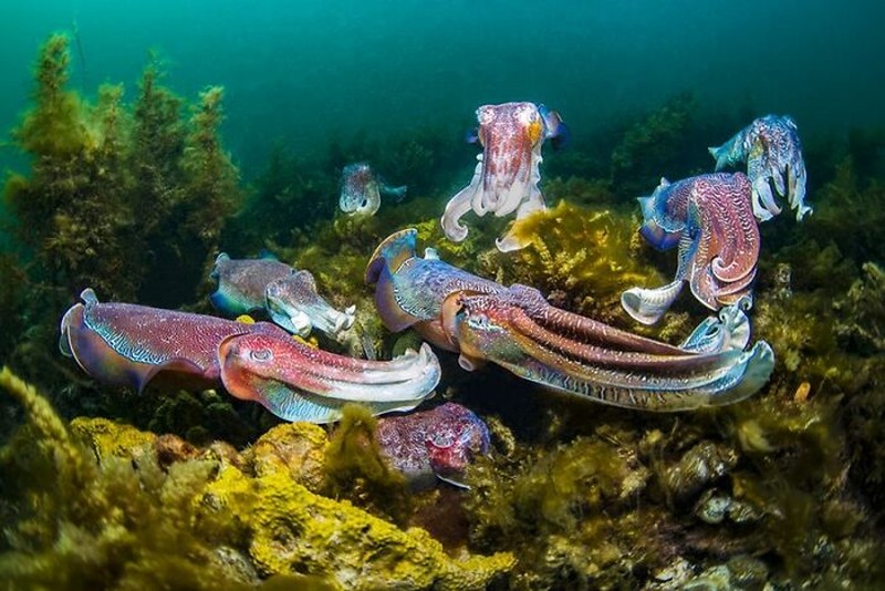 Ocean Photography Awards 2020