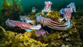 Collective Portfolio Award diraih Nadia Aly. Foto: Ocean Photography Awards