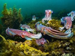 Karya Jawara Ocean Photography Awards Pukau Mata