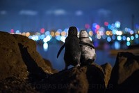 Ocean Photography Awards 2020