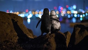 Community Choice Award diraih Tobias Baumgaertner. Foto: Ocean Photography Awards