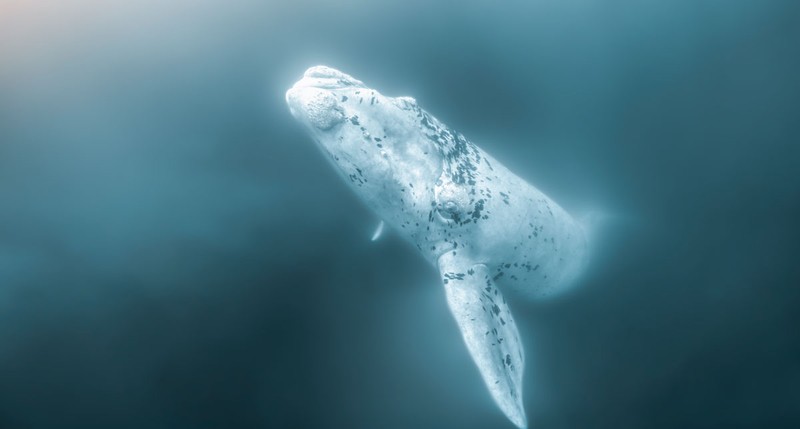 Ocean Photography Awards 2020