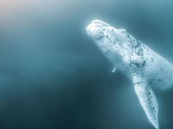 Karya Jawara Ocean Photography Awards Pukau Mata