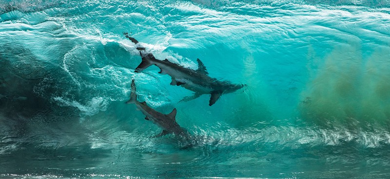 Ocean Photography Awards 2020