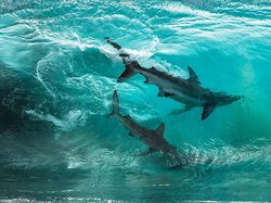 Karya Jawara Ocean Photography Awards Pukau Mata