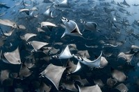 Ocean Photography Awards 2020
