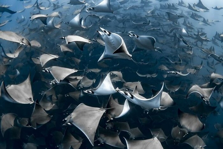 Ocean Photography Awards 2020