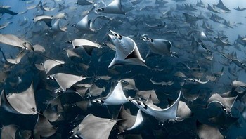 Photographer of The Year diraih Nadia Aly. Foto: Ocean Photography Awards