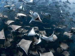 Karya Jawara Ocean Photography Awards Pukau Mata